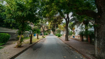 Idyllic tree-lined street in a quiet residential area with lush greenery.