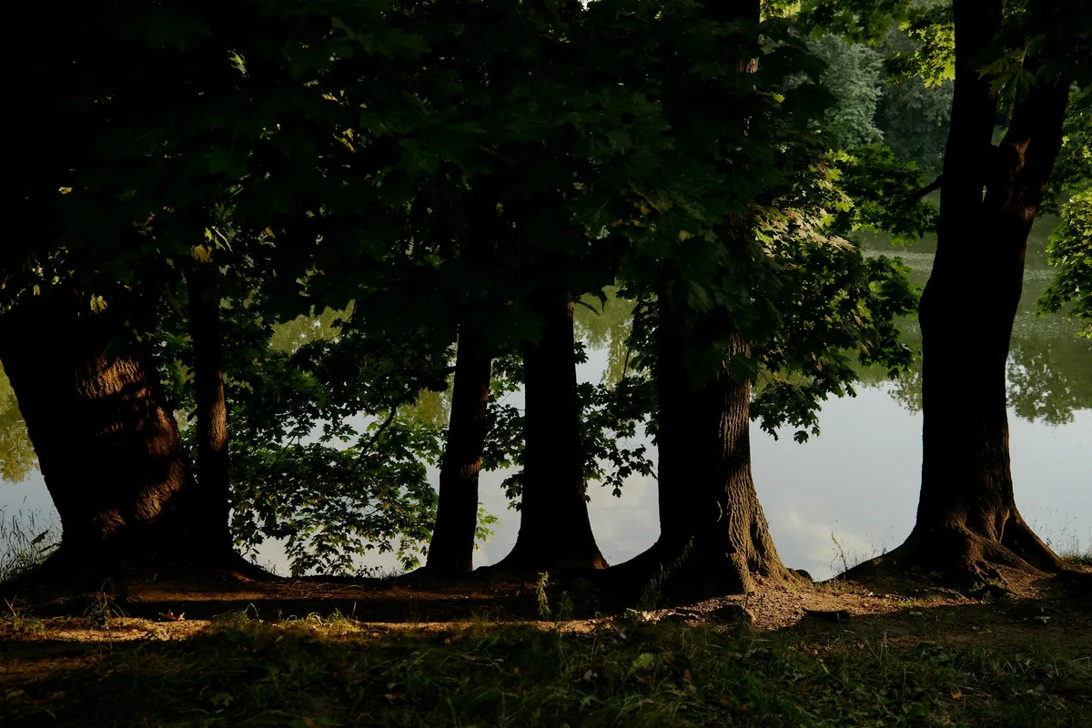 Tranquil view of sunlit trees beside a peaceful lake at daytime.