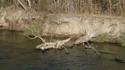 A serene riverbank with fallen trees and tall reeds, depicting a calm natural environment.