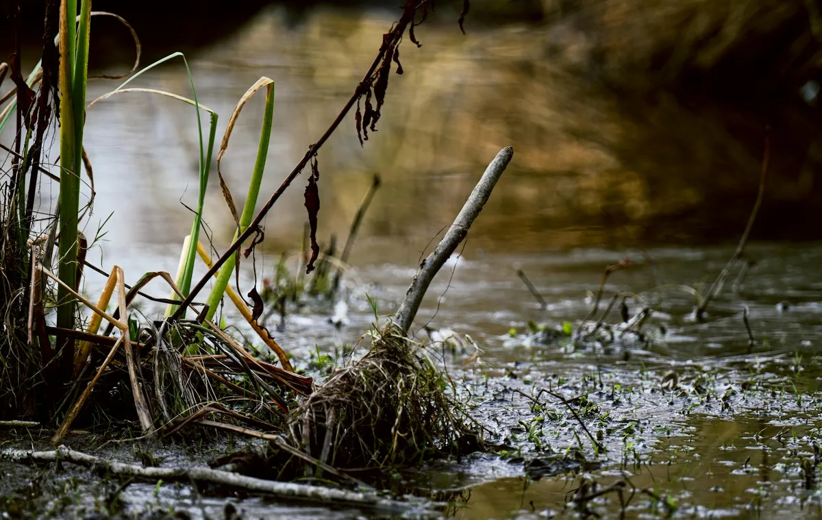 A tranquil wetland scene showcasing reeds and shallow water creating a peaceful natural setting.