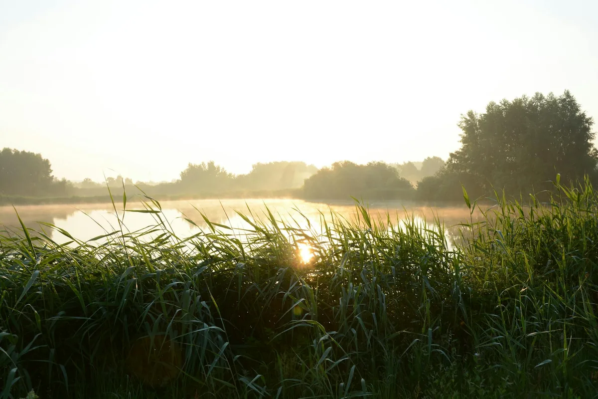 Sunrise over a tranquil lake with lush greenery and soft mist on a summer morning.